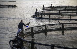 muğla su ürünleri muğla ihracat muğla su ürünleri ihracatı