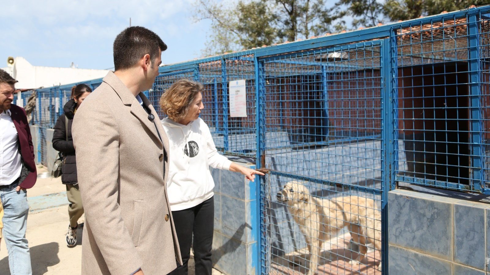 Tamer Mandalinci, Sokak Hayvanlarının Refahı için