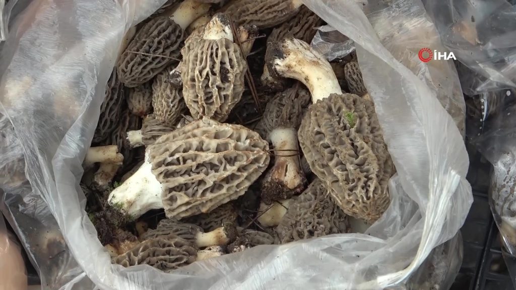 kuzugöbeği mantar muğla kuzugöbeği mantarı fiyatı
