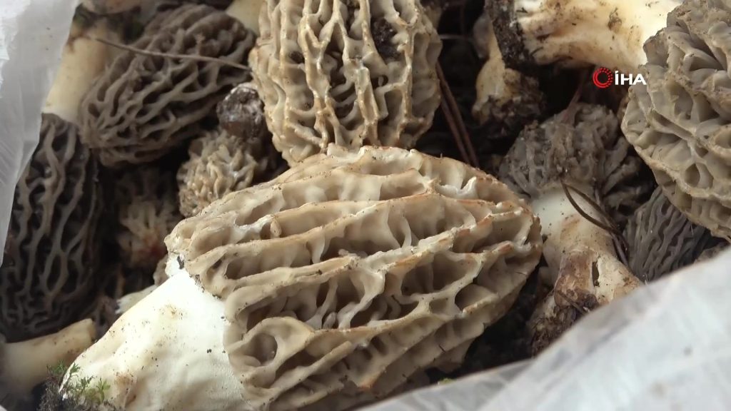 kuzugöbeği mantar muğla kuzugöbeği mantarı fiyatı