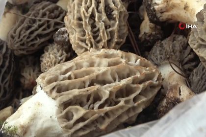 kuzugöbeği mantar muğla kuzugöbeği mantarı fiyatı