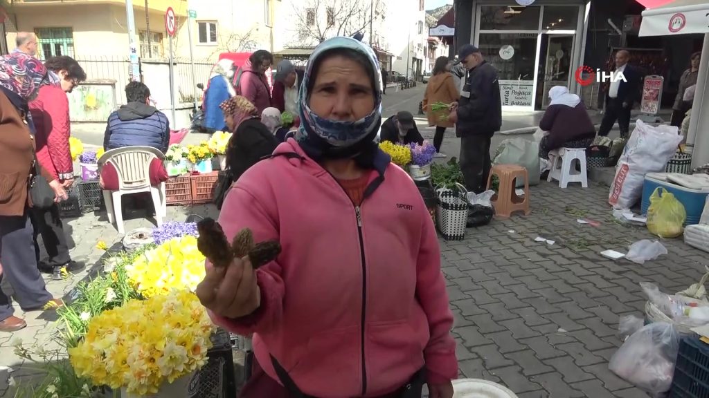 kuzugöbeği mantar muğla kuzugöbeği mantarı fiyatı