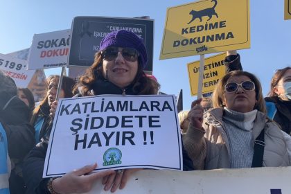 Bodrum'da kedi köpekler zehirlendi