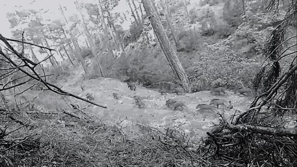 Muğla yaban hayatı Muğla fotokapan muğla yabani hayvanlar görüntüleri
