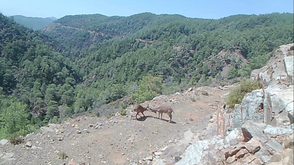 Muğla yaban hayatı Muğla fotokapan muğla yabani hayvanlar görüntüleri