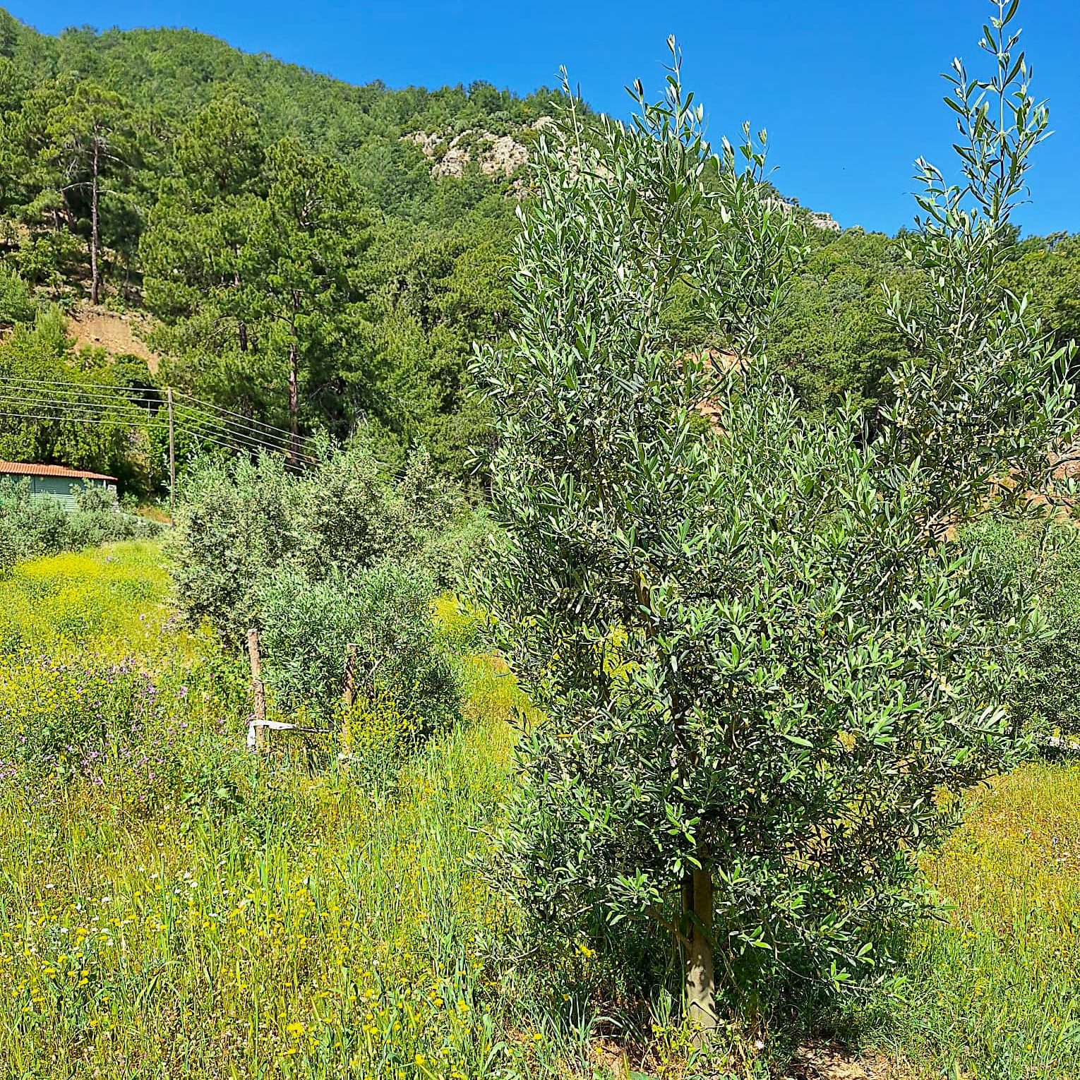 Ortaca'da zeytin bahçelerinde, zararlılar belirlendi, çiftçilere zararlılar hakkında bilgilendirme