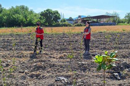 Ortaca'da zeytin bahçelerinde, zararlılar belirlendi, çiftçilere zararlılar hakkında bilgilendirme