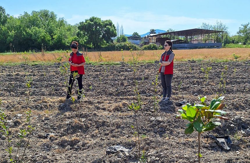 Ortaca'da zeytin bahçelerinde, zararlılar belirlendi, çiftçilere zararlılar hakkında bilgilendirme