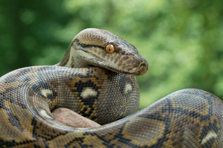 fethiye piton, fethiye piton yılanı, fethiye de piton yılanı, piton nedir, piton ne demek