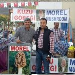 Fethiye kuzugöbeği mantarı Avrupa ihracat