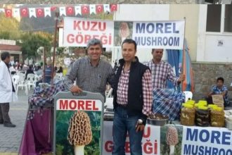 Fethiye kuzugöbeği mantarı Avrupa ihracat