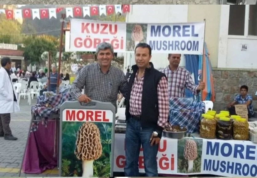 Fethiye kuzugöbeği mantarı Avrupa ihracat