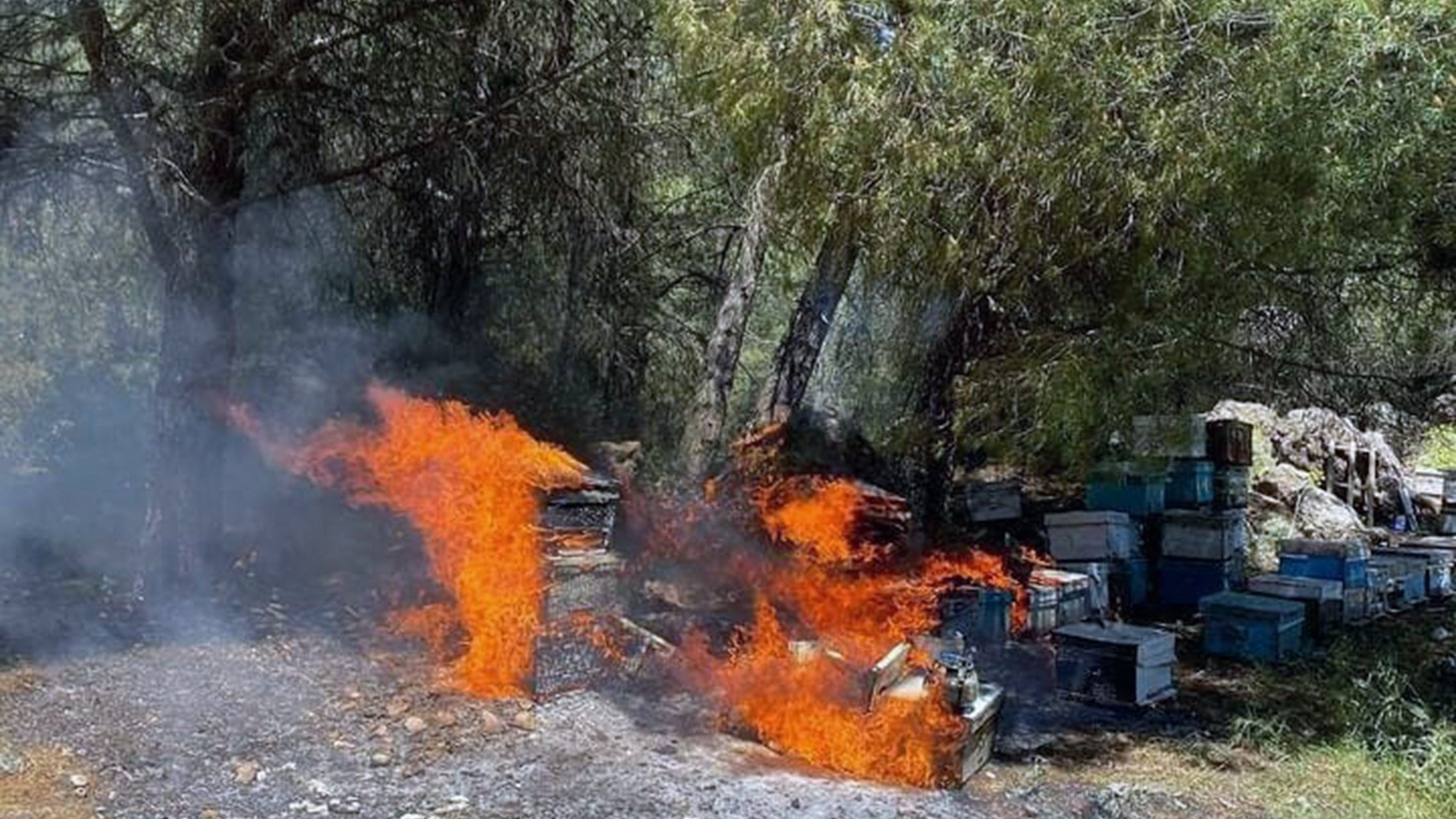 Menteşe yangın arı kovanı kovan yandı