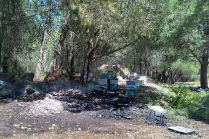 Menteşe yangın arı kovanı kovan yandı