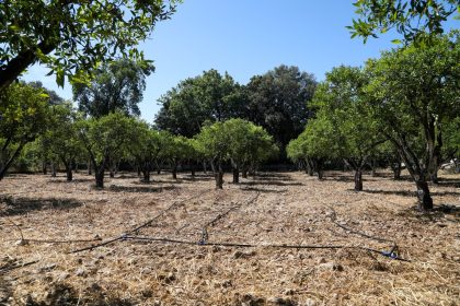 Bodrum damlama damlama sulama sistemi Bodrum Belediyesi Tarımsal Hizmetler Müdürlüğü mandalin
