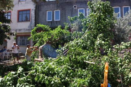 Fethiye piton yılanı Fethiye'de kaybolan yılan yılan Piton yılanı