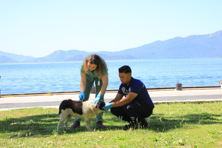 Muğla Büyükşehir Belediyesi sokak hayvanları acil müdahale aracı