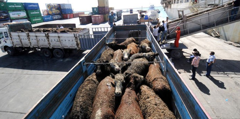 uruguay angus, angus sığırı, mersin limanı angus, ithal anguslar, mersin anguslar