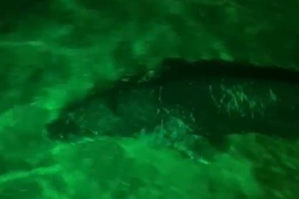 Bodrum’da Akdeniz Foku, nesli tükenme tehlikesi altında olan türlerden Akdeniz Foku