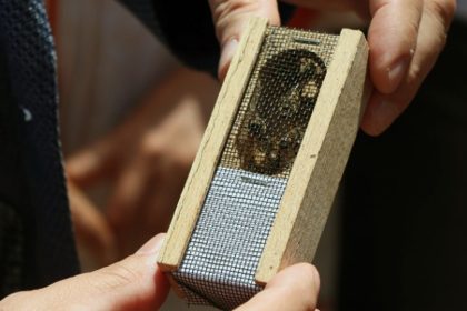 arıcılara damızlık ana arı dağıtımı, Hayvancılık Genel Müdürlüğü