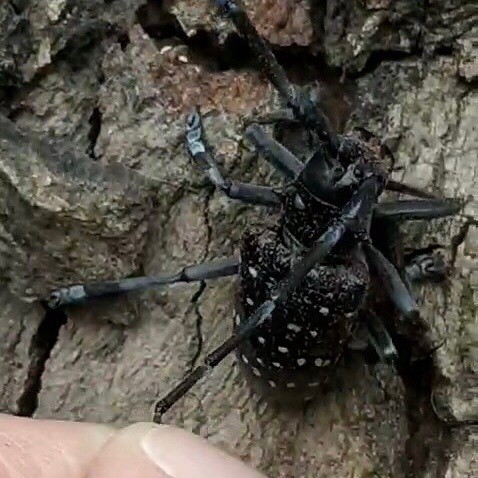 Köyceğiz’de Turunçgil Uzun Antenli Böceği’yle ilgili bilgilendirilme, istilacı ve tahripkar böcek