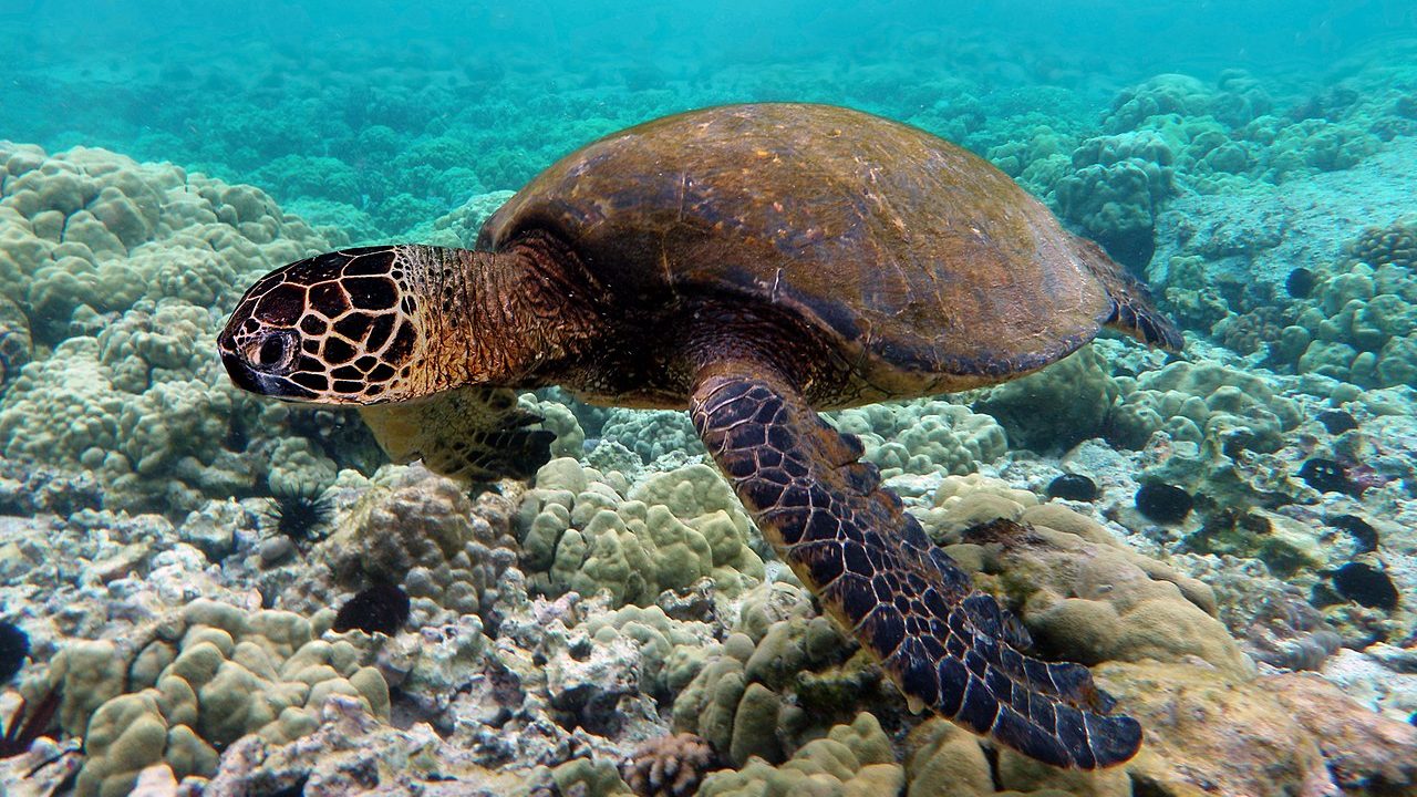Akdeniz sahillerine gece giriş yasağı, deniz kaplumbağalarının yuvalama yaptığı