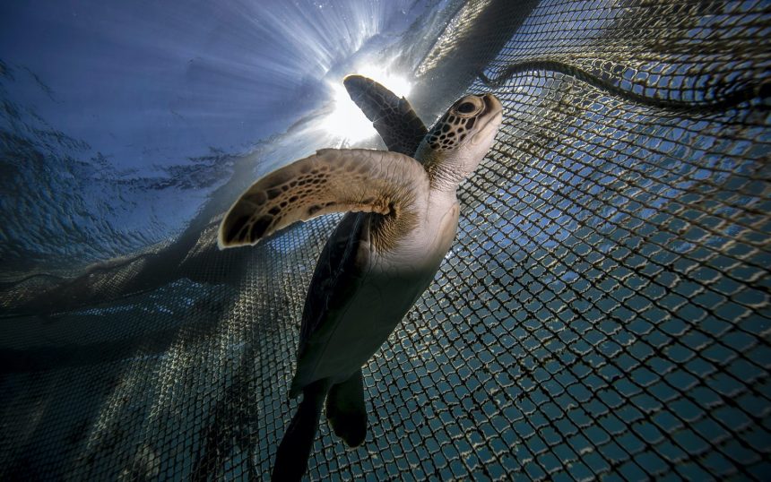 Akdeniz sahillerine gece giriş yasağı, deniz kaplumbağalarının yuvalama yaptığı