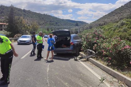Milas’ta trafik kazası, otomobil yola çıkan köpeğe çarptı