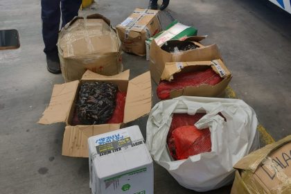 şehirler arası otobüste taşınan, 176 kilogram midyeye el koydu, şehirler arası otogarda