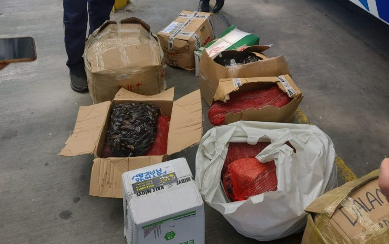 şehirler arası otobüste taşınan, 176 kilogram midyeye el koydu, şehirler arası otogarda