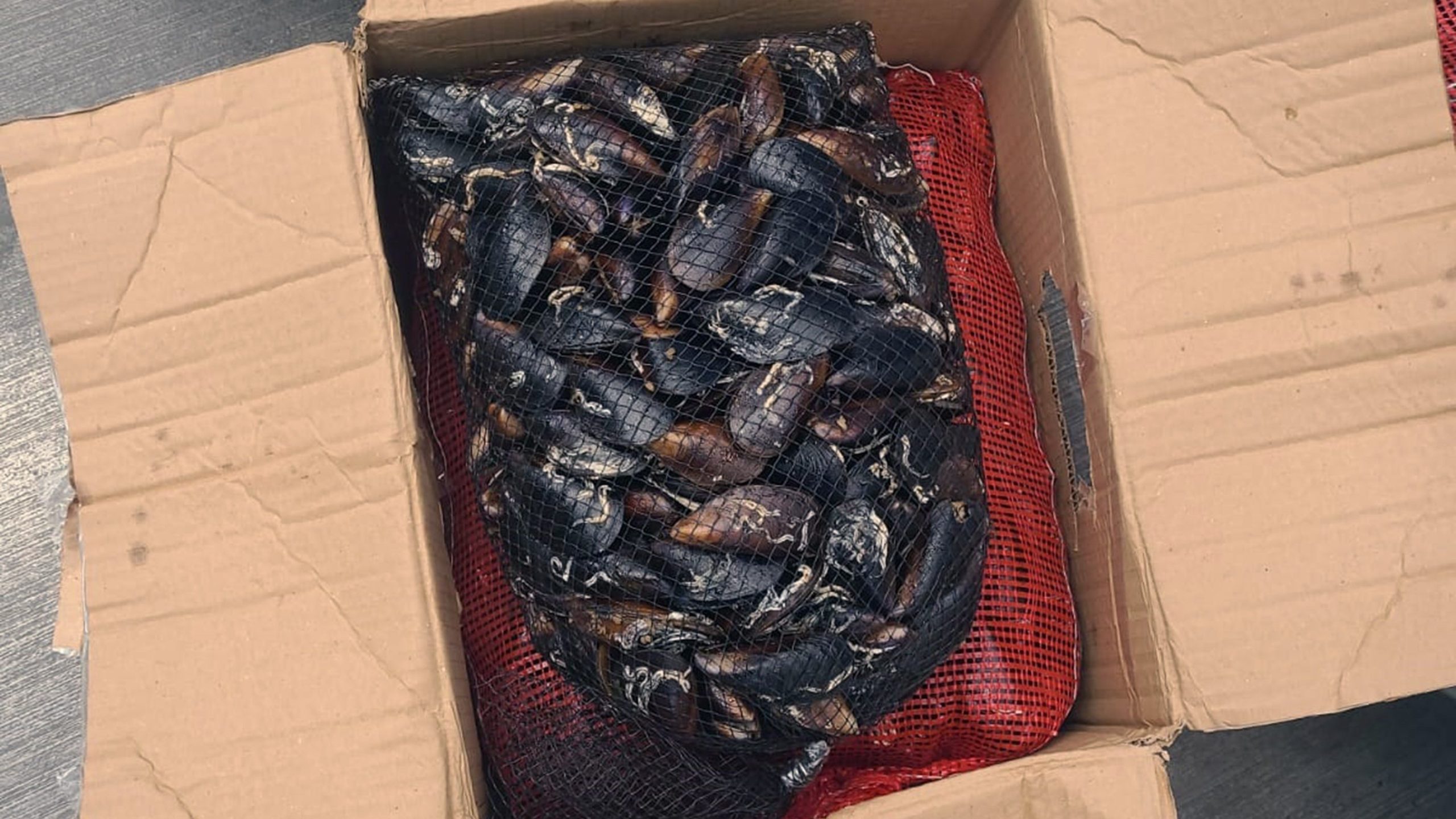 şehirler arası otobüste taşınan, 176 kilogram midyeye el koydu, şehirler arası otogarda