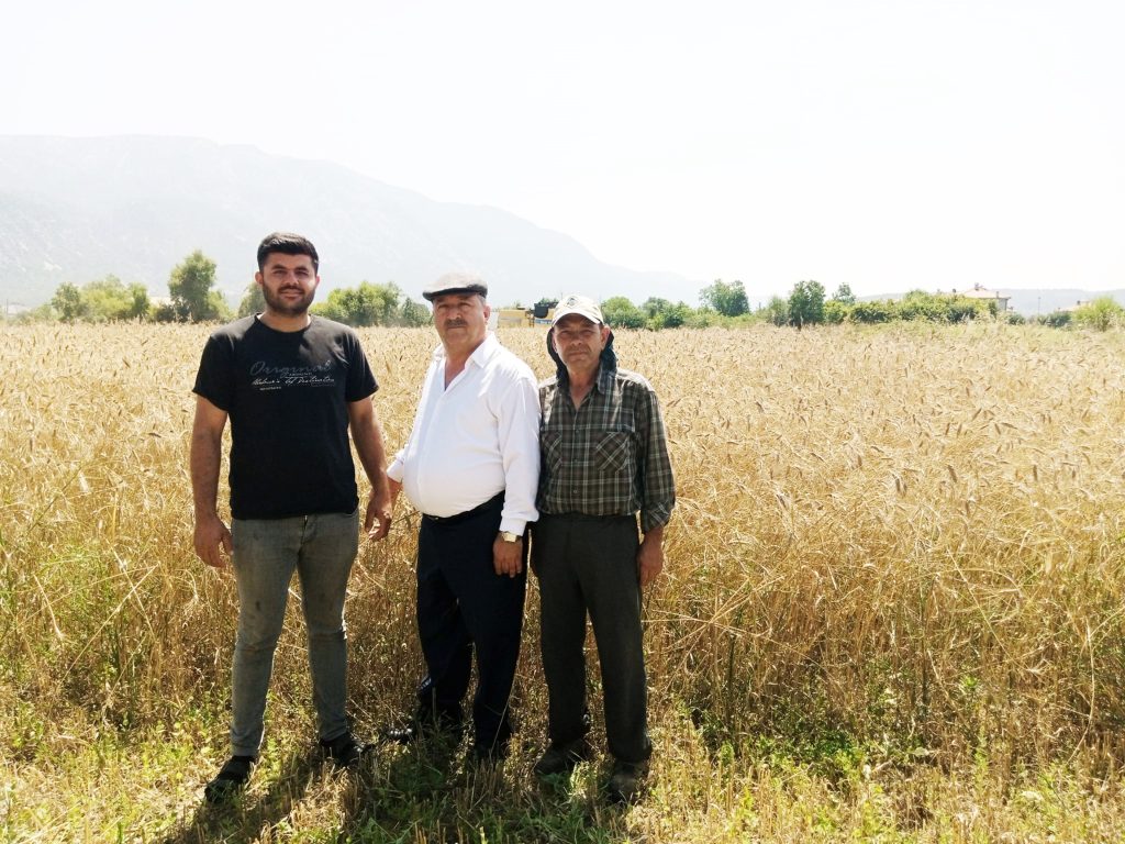 Tarım sektöründe   Menteşe Ziraat Odası Başkanı Mehmet Baştuğ Buğday fiyatı tarımda buğday fiyatı