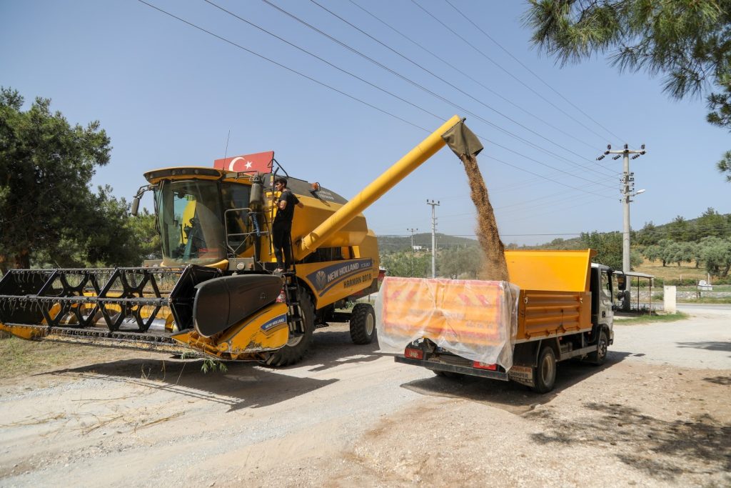 bodrum belediyesi buğday, bodrum belediyesi buğday ekimi, bodrum belediyesi buğday hasadı, bodrum buğday, bodrum buğday hasadı