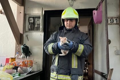 bodrum yangın bodrum altı kedi kurtarıldı bodrum kedi bodrum