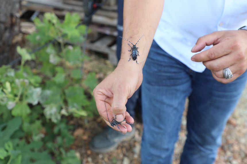 Muğla’da turunçgil uzun antenli böceği, ilaçlama çalışması