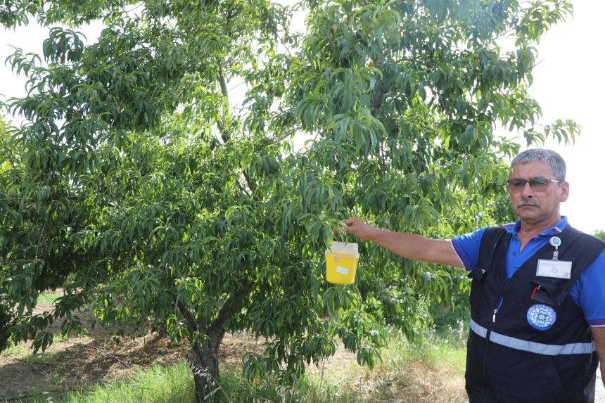 narenciye üreticilerinin, narenciye üretiminin, Akdeniz meyve sineği