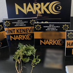 Muğla’da düzenlenen uyuşturucu operasyonlarında, Narkotik Suçlarla Mücadele çalışmaları