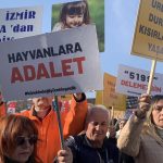 gökova köpek ula gökova köpek zehirlendi gökova köpekler zehirlendi muğla köpek zehirlendi gökova sokak köpeği