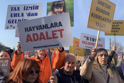 gökova köpek ula gökova köpek zehirlendi gökova köpekler zehirlendi muğla köpek zehirlendi gökova sokak köpeği