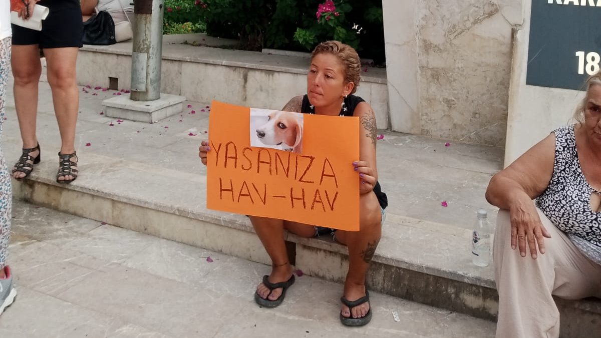 sokak hayvanlarının öldürülmesine yönelik