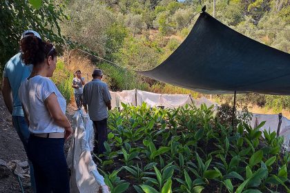 ortaca TAKE Projesi ortaca zencefil zerdeçal üretimi Ortaca İlçe Tarım ve Orman Müdürlüğü take projesi