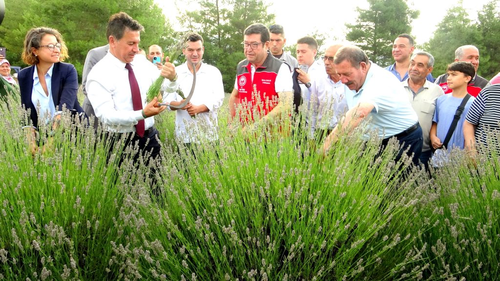 Lavanta Hasat Şenliği Muğla Lavanta Hasat Şenliği Muğla Büyükşehir Belediyesi Muğla Büyükşehir Belediyesi lavanta Menteşe'de lavanta şenliği