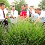 Lavanta Hasat Şenliği Muğla Lavanta Hasat Şenliği Muğla Büyükşehir Belediyesi Muğla Büyükşehir Belediyesi lavanta Menteşe'de lavanta şenliği