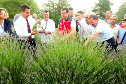 Lavanta Hasat Şenliği Muğla Lavanta Hasat Şenliği Muğla Büyükşehir Belediyesi Muğla Büyükşehir Belediyesi lavanta Menteşe'de lavanta şenliği