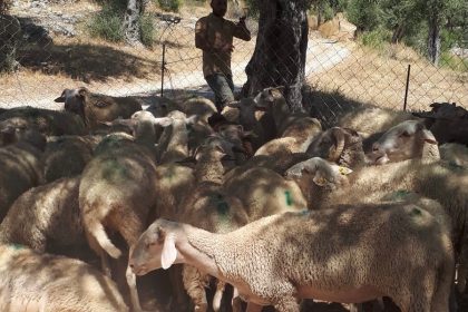 milas koyun zehirlenmesi Ertuğrul Can Gezer milas koyun milas hayvan zehirlenmesi milas 30 koyun