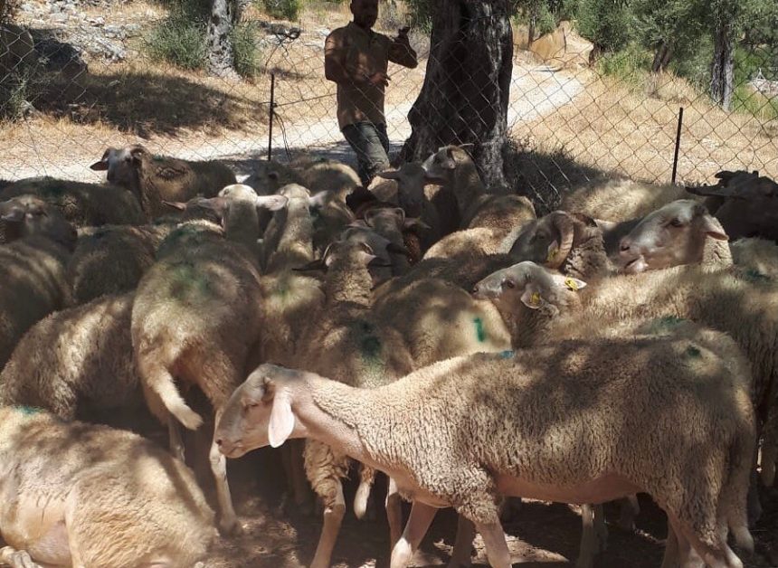 milas koyun zehirlenmesi Ertuğrul Can Gezer milas koyun milas hayvan zehirlenmesi milas 30 koyun