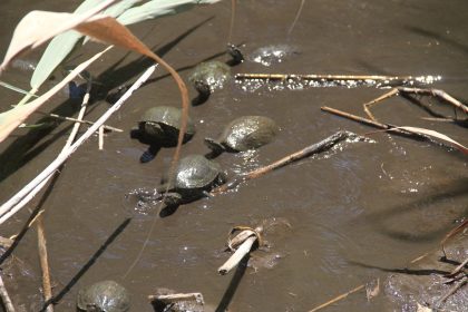 Fethiye su kaplumbağaları Buket Özcan su kaplumbağası Buket Özcan su kaplumbağası