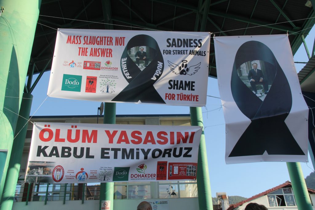 fethiye sokak hayvanları fethiye sokak hayvanları eylem fethiye sokak hayvanları protesto sokak hayvanları eylem fethiye ötenazi eylem