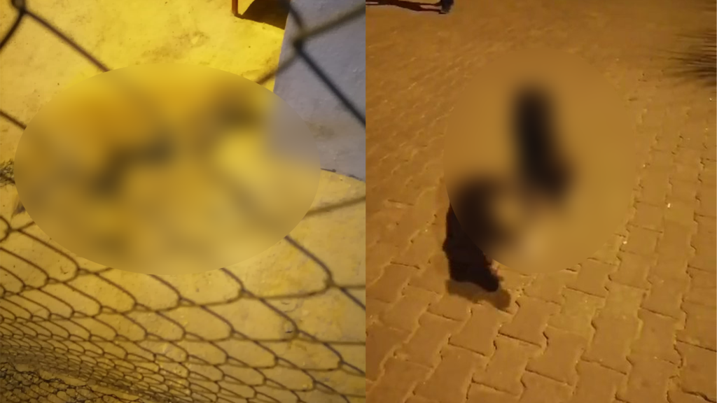 gökova köpek ula gökova köpek zehirlendi gökova köpekler zehirlendi muğla köpek zehirlendi gökova sokak köpeği