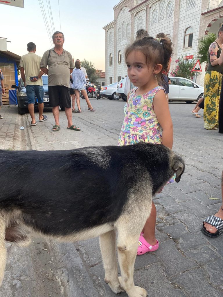 sokak hayvanları yasası  gökova sokak hayvanları basın açıklaması sokak hayvanları öldürüldü Gökova sokak hayvanları
